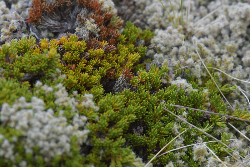 Dracophyllum muscoides, photographed by Christopher Stephens