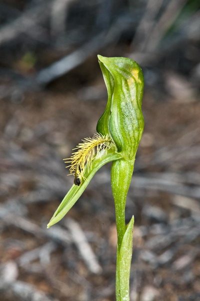 Pterostylis tasmanica, photographed by Peter de Lange
