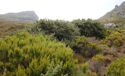 Cliffortia tridentata, photographed by Tony Rebelo