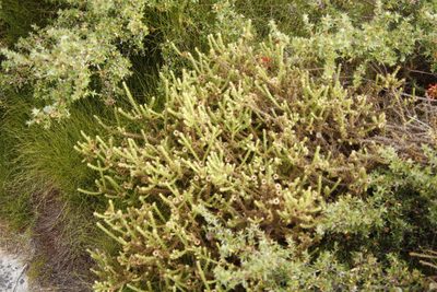 Cullumia reticulata, photographed by Tony Rebelo