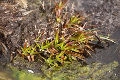 Juncus lomatophyllus, photographed by Tony Rebelo