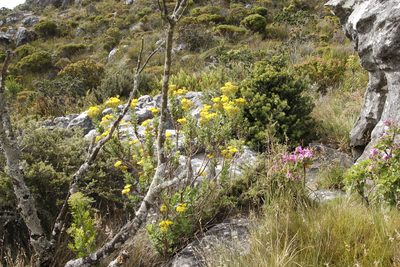 Senecio rigidus, photographed by Tony Rebelo