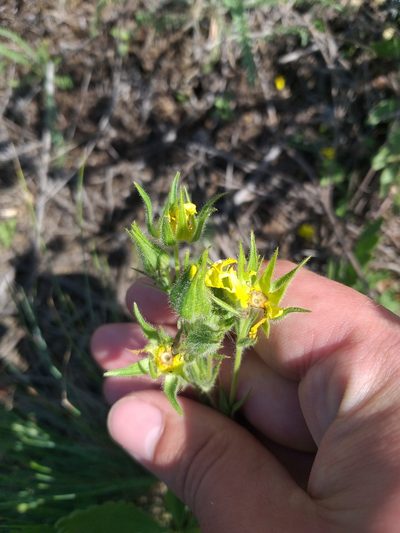 Potentilla astracanica, photographed by Dmitriy Bochkov