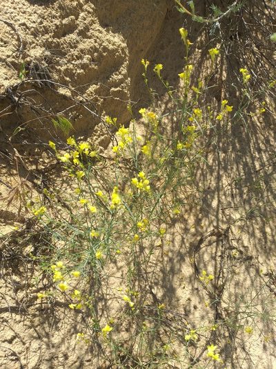 Linaria odora, photographed by Dmitriy Bochkov