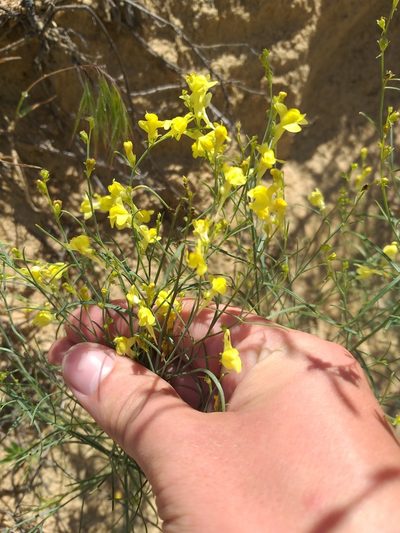 Linaria odora, photographed by Dmitriy Bochkov