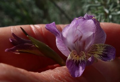 Gladiolus carinatus, photographed by Diana Studer