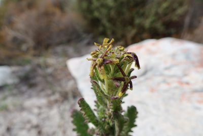 Lyperia tristis, photographed by Diana Studer