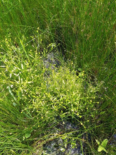 Veronica anagalloides, photographed by Dmitriy Bochkov