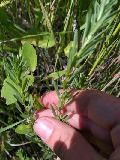 Lythrum thymifolia, photographed by Dmitriy Bochkov