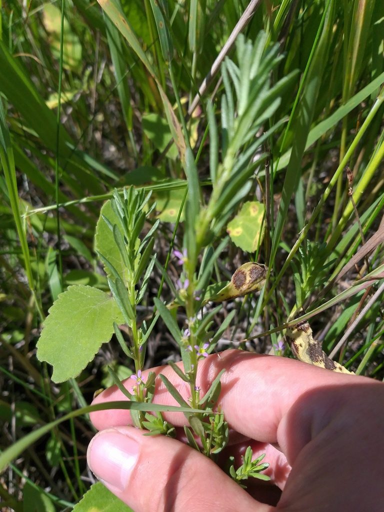 Lythrum thymifolia, photographed by Dmitriy Bochkov