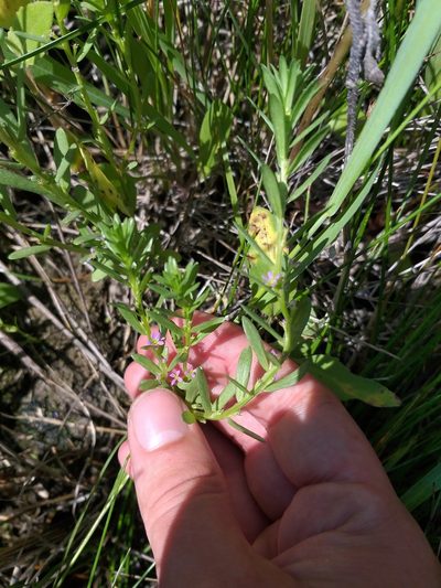 Lythrum thymifolia, photographed by Dmitriy Bochkov