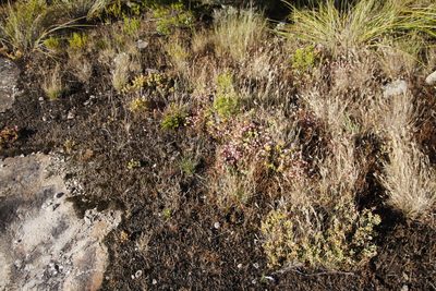 Crassula pruinosa, photographed by Tony Rebelo