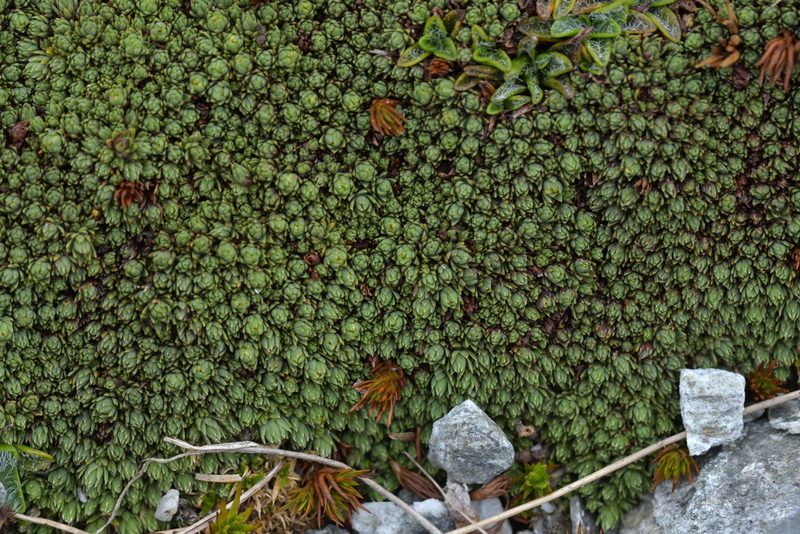 Kelleria croizatii, photographed by Christopher Stephens