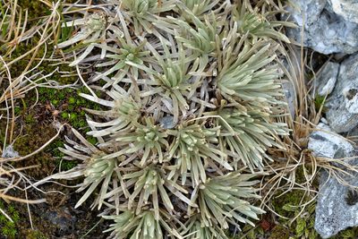 Celmisia sessiliflora, photographed by Christopher Stephens