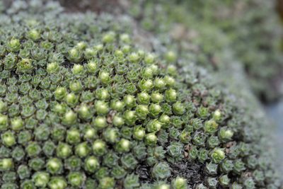 Veronica thomsonii, photographed by Christopher Stephens