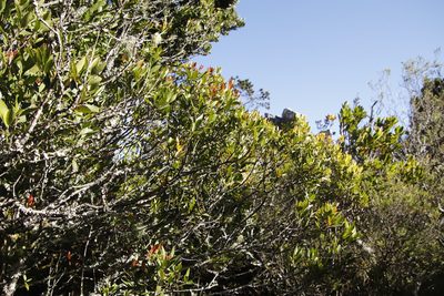 Elaeodendron schinoides, photographed by Tony Rebelo