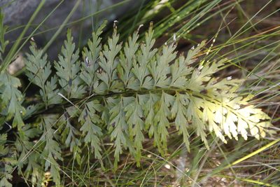 Asplenium aethiopicum, photographed by Tony Rebelo