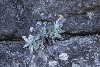Helichrysum grandiflorum, photographed by Tony Rebelo