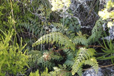 Asplenium aethiopicum, photographed by Tony Rebelo