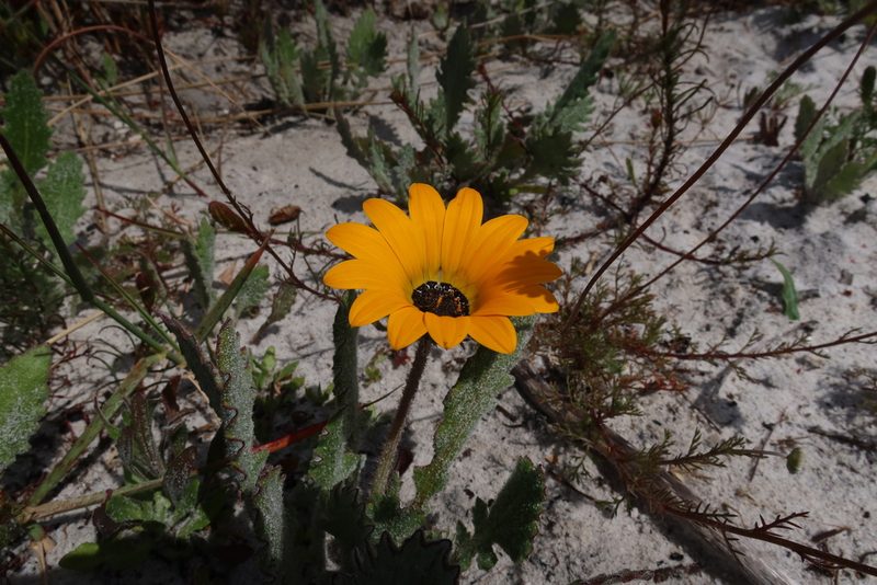 Arctotis leptorhiza, photographed by Diana Studer