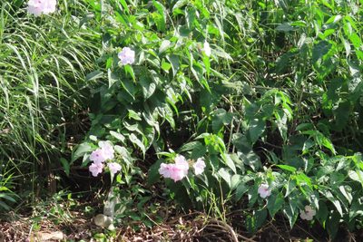 Ipomoea carnea, photographed by Navaneeth Sini George