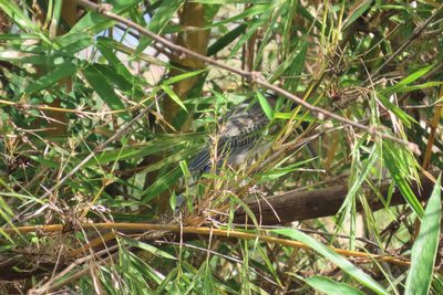 Bambusa vulgaris, photographed by Navaneeth Sini George