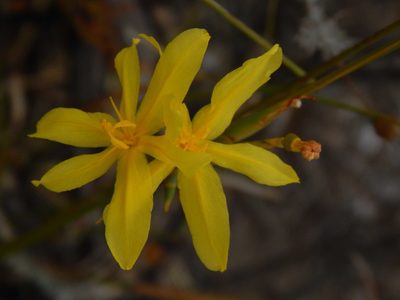 Bobartia indica, photographed by melda