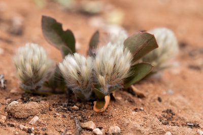 Ptilotus seminudus, photographed by Kym Nicolson