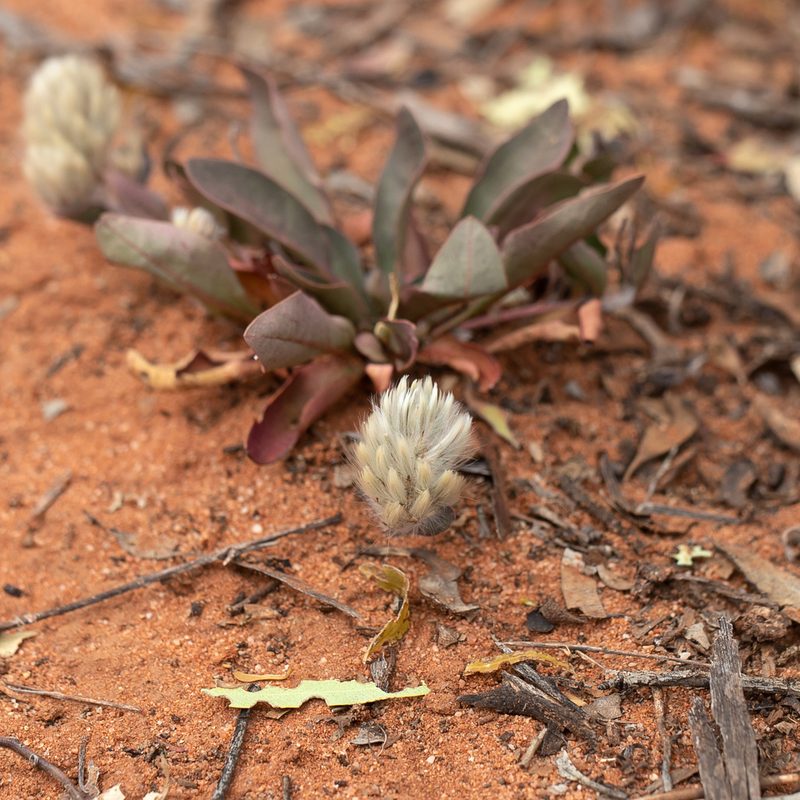 Ptilotus seminudus, photographed by Kym Nicolson