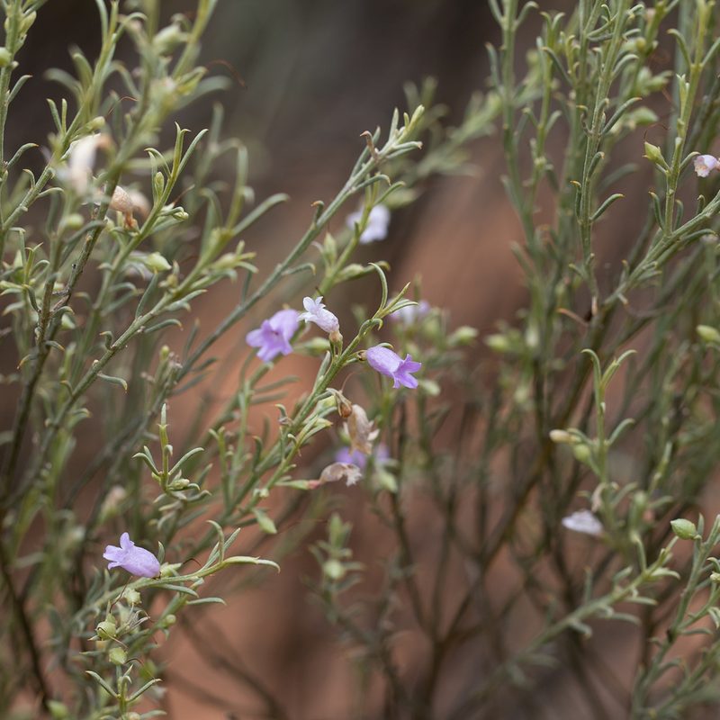 Eremophila scoparia, photographed by Kym Nicolson