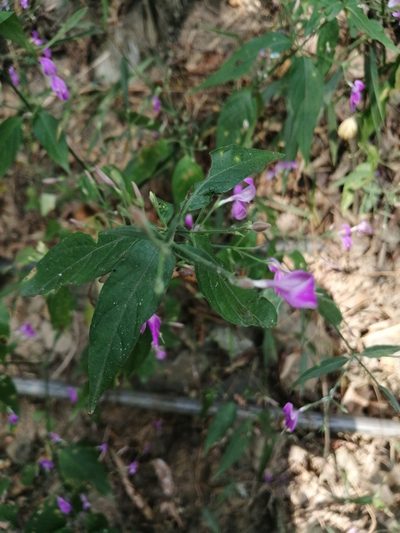Hypoestes cumingiana, photographed by 五色鳥