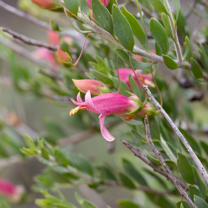 Eremophila maculata, photographed by Kym Nicolson