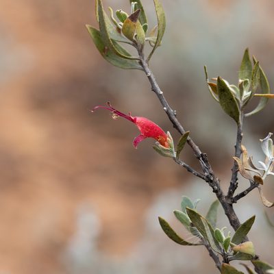 Eremophila glabra, photographed by Kym Nicolson