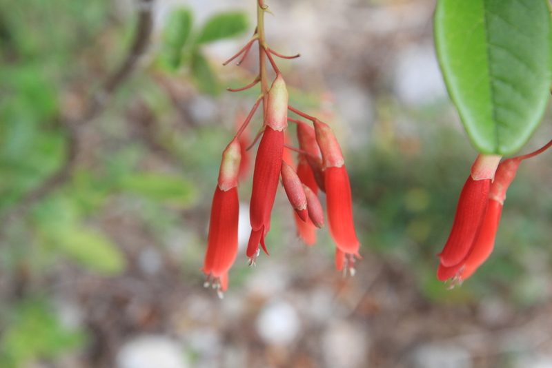 Poitea multiflora, photographed by Brian Oakes Haiti Hunter