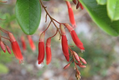 Poitea multiflora, photographed by Brian Oakes Haiti Hunter