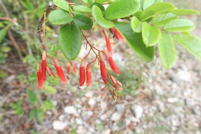 Poitea multiflora, photographed by Brian Oakes Haiti Hunter