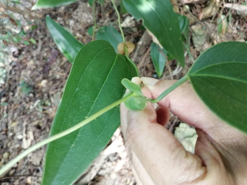 Smilax ocreata, photographed by 五色鳥