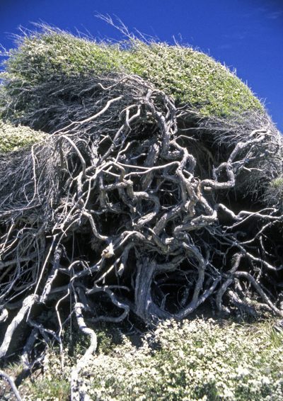 Kunzea toelkenii, photographed by Peter de Lange