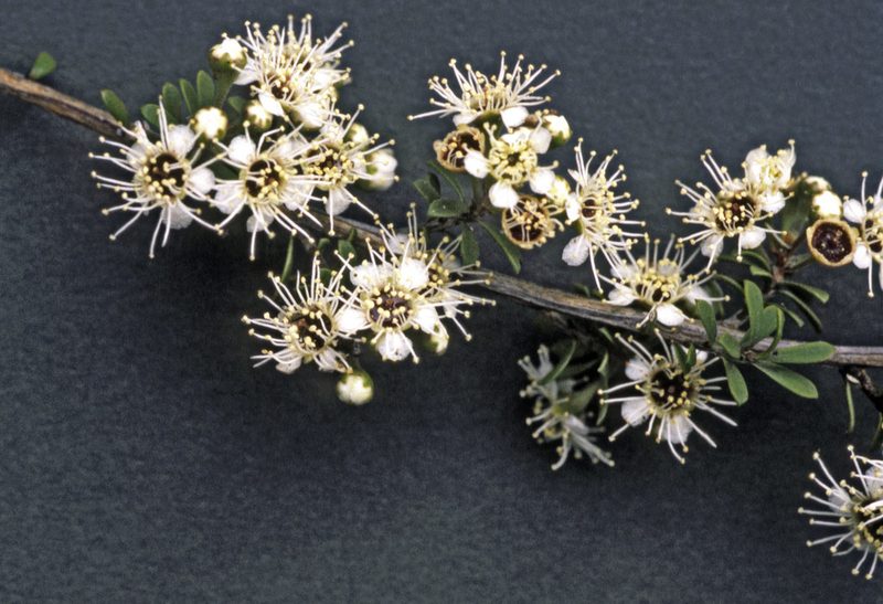 Kunzea toelkenii, photographed by Peter de Lange