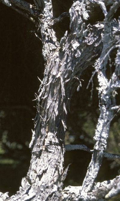 Kunzea toelkenii, photographed by Peter de Lange