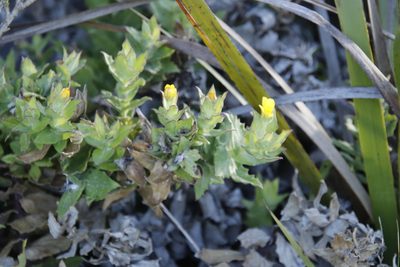 Nephrotheca ilicifolia, photographed by Tony Rebelo