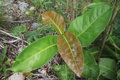 Coccoloba diversifolia, photographed by Brian Oakes Haiti Hunter