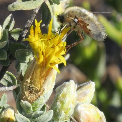 Pteronia ovalifolia, photographed by Kevin Murray