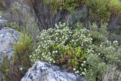 Phylica dioica, photographed by Tony Rebelo
