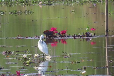Nymphaea rubra, photographed by Navaneeth Sini George