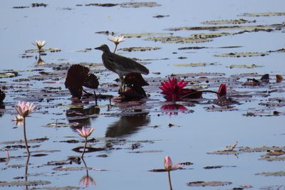 Nymphaea rubra, photographed by Navaneeth Sini George