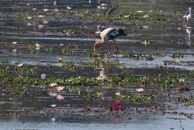 Nymphaea rubra, photographed by Navaneeth Sini George