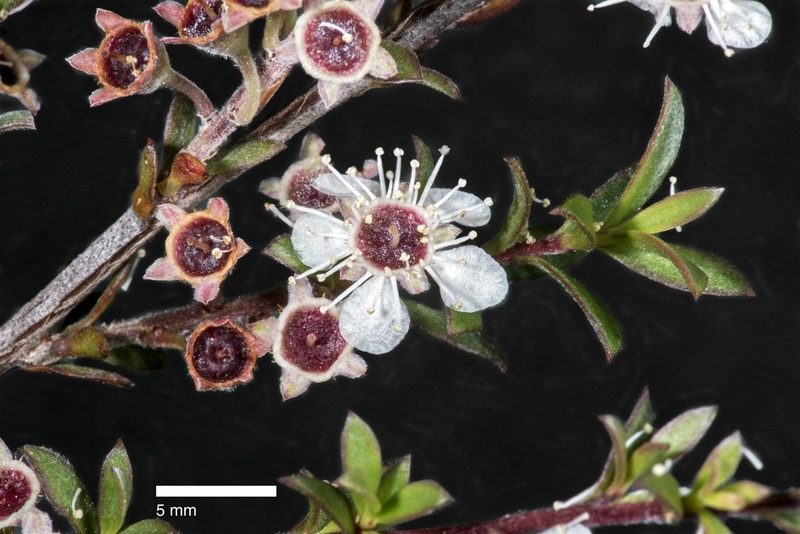 Kunzea sinclairii, photographed by Peter de Lange