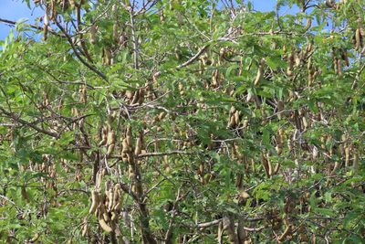 Tamarindus indica, photographed by Navaneeth Sini George