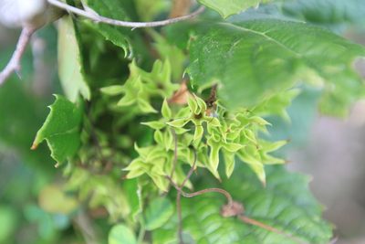 Ovieda spinosa, photographed by Brian Oakes Haiti Hunter